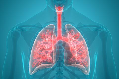 Анатомия нижних дыхательных путей